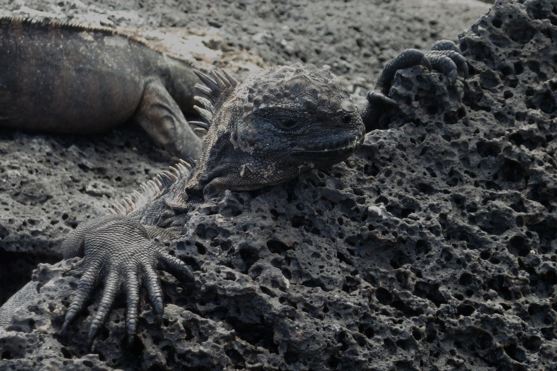 Marine Iguana, Galápagos Islands, Ecuador
