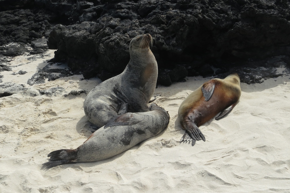 Galápagos Sea Lion, Galápagos Islands, Ecuador