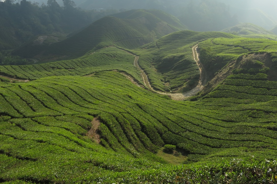 Cameron Highlangs, Malaysia