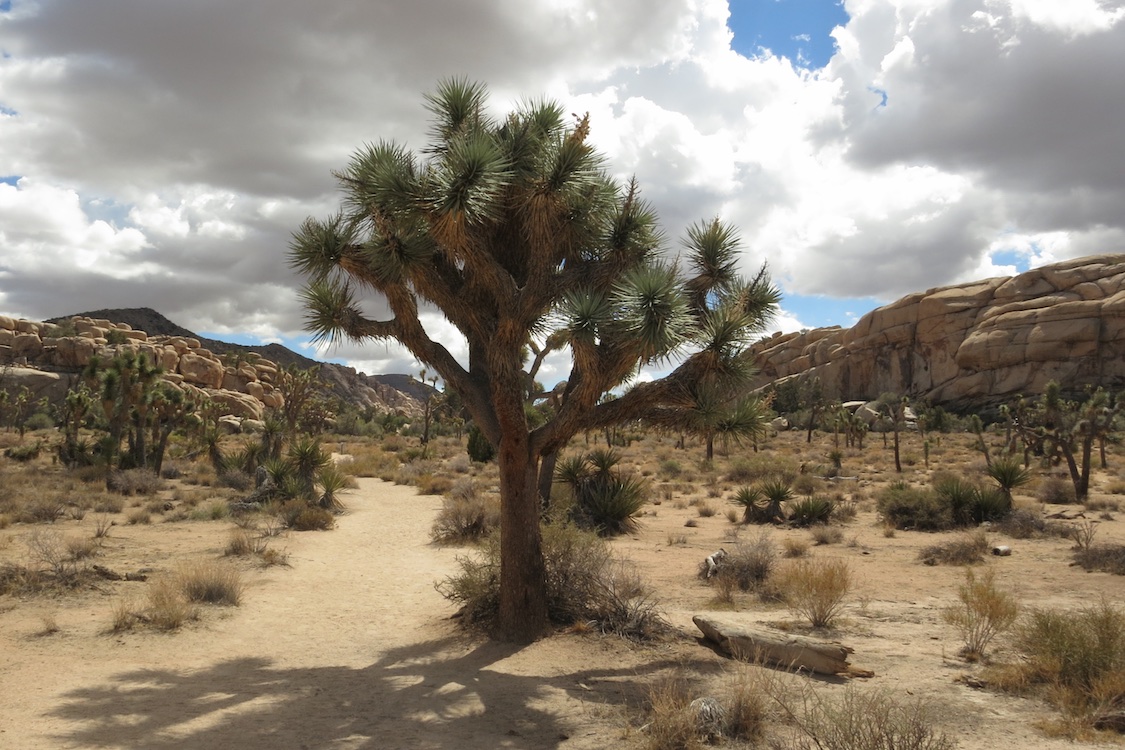 Joshua Tree National Park, California, United States