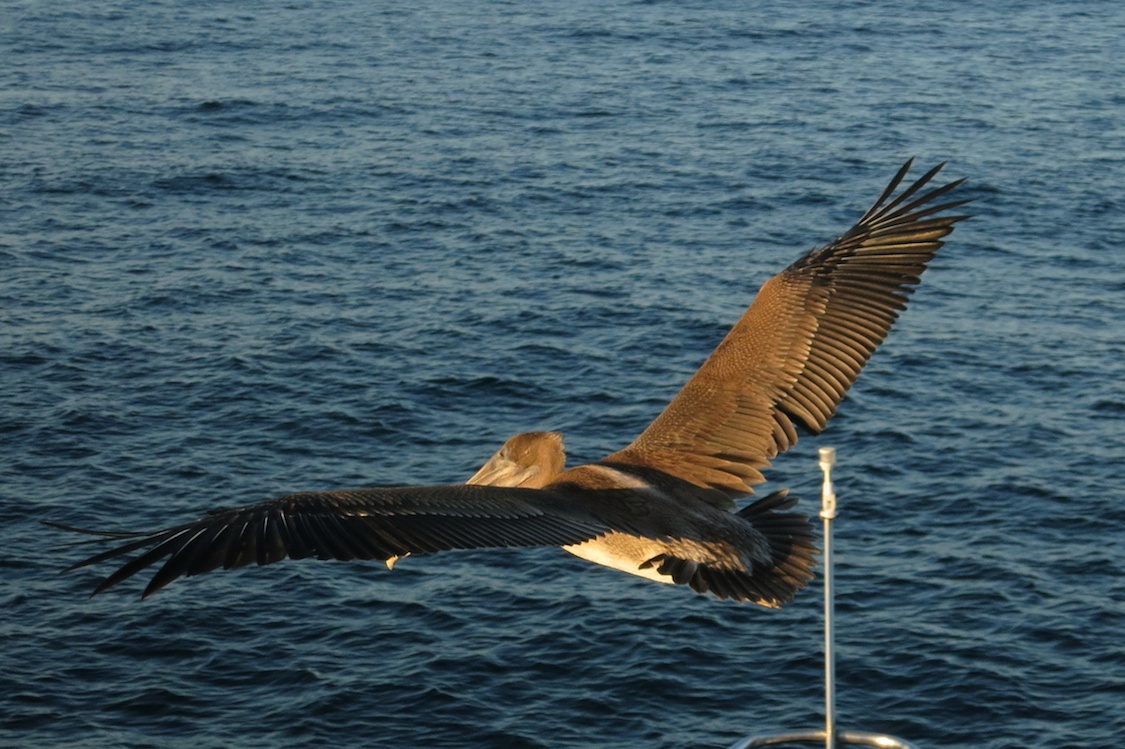 Brown Pelican, Galápagos Islands, Ecuador